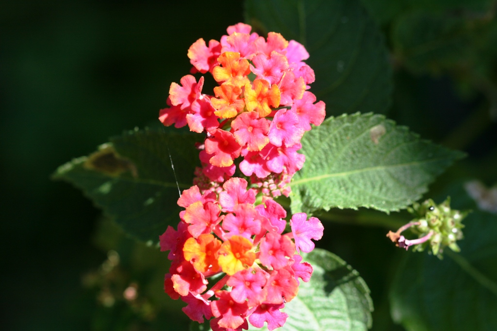 Lantana