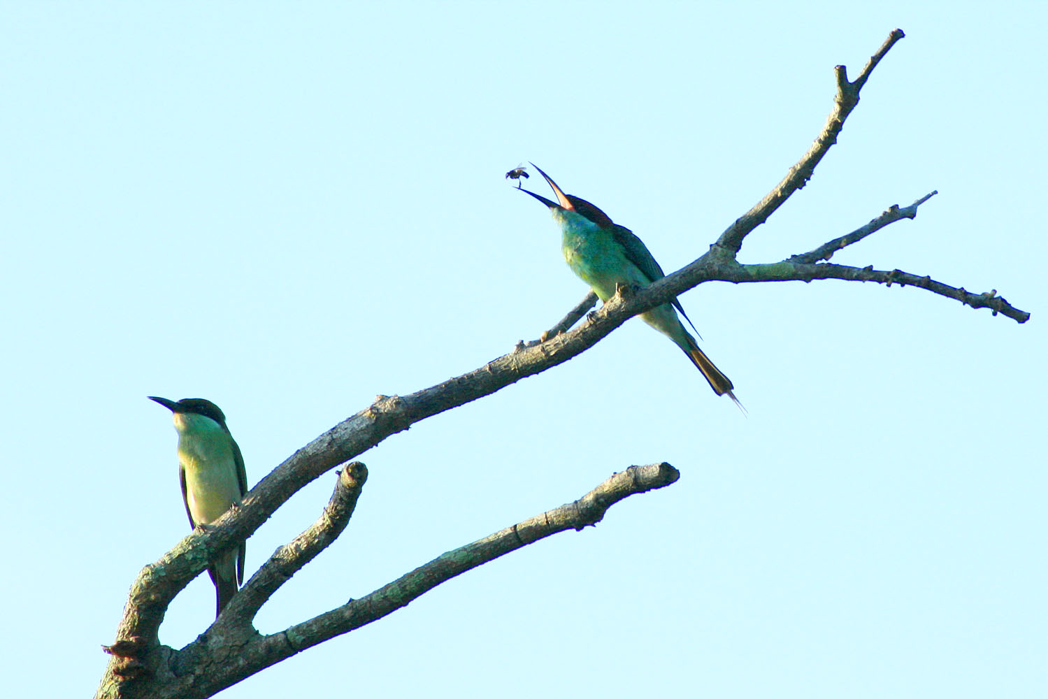 Blue-throated Bee-eater (Merops viridis)