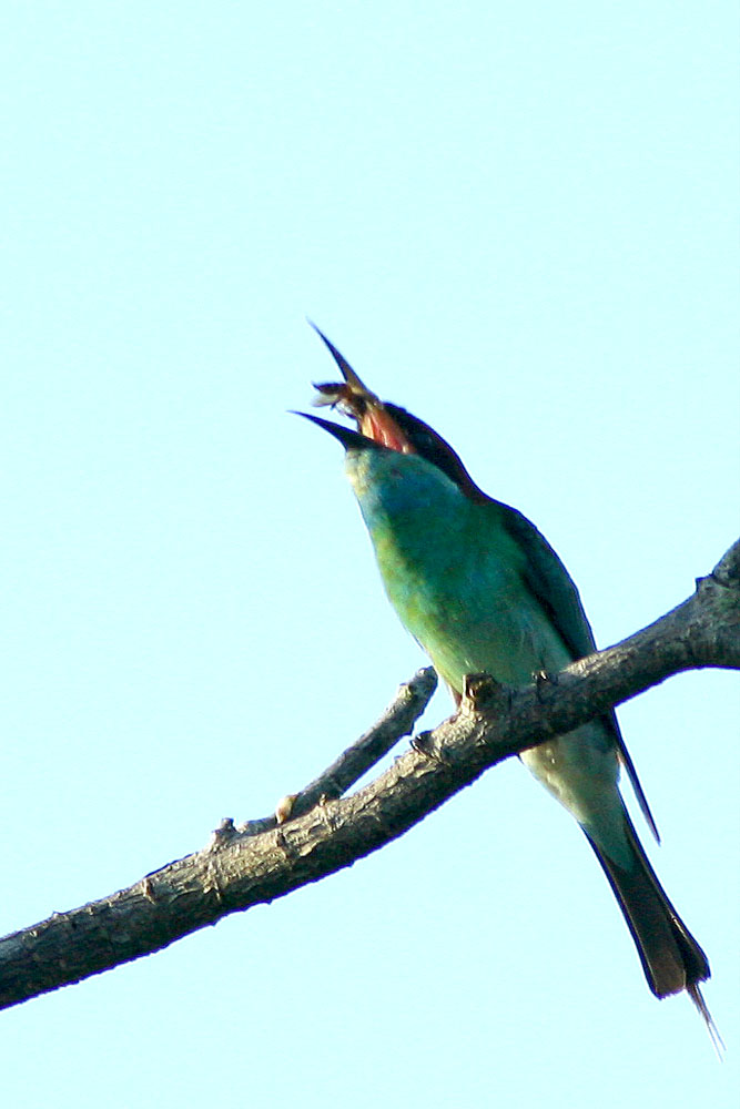 Blue-throated Bee-eater (Merops viridis)