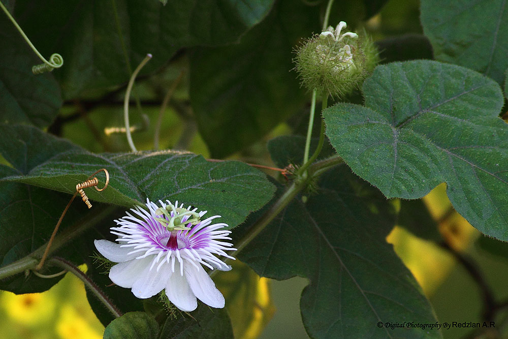Passiflora foetida