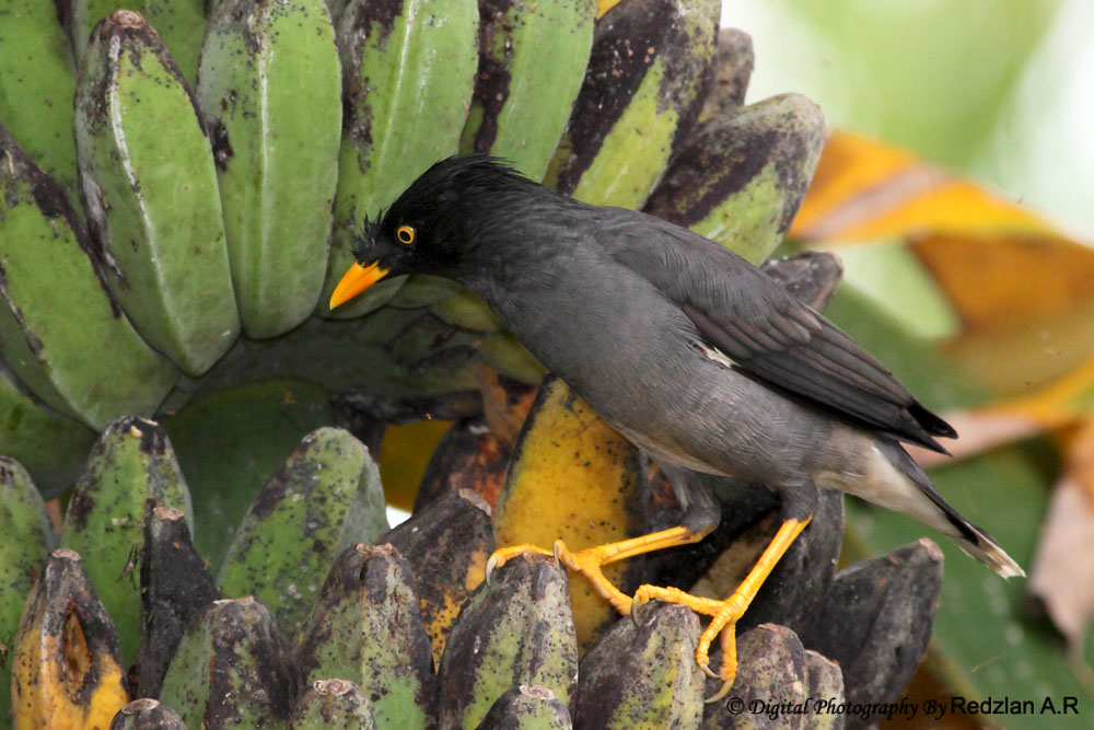Myna Banana