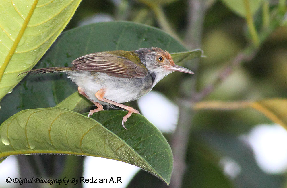 TailorBird