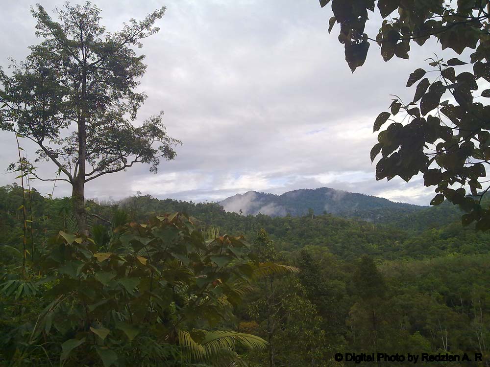 Raub Forest