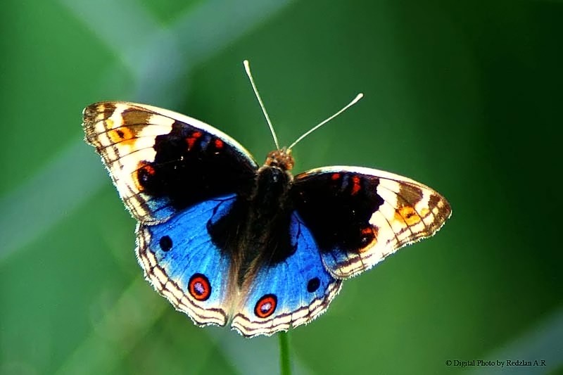Male Wallace Butterfly