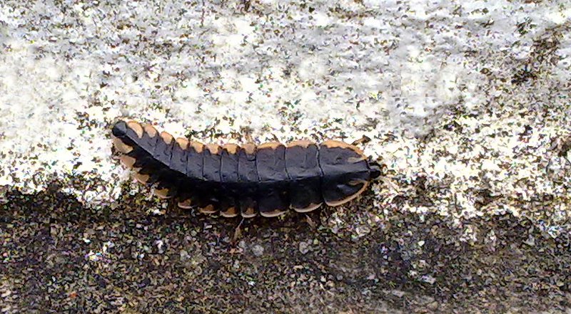 Insect - ID unknown
