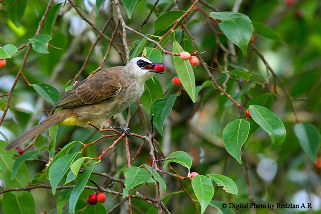 Bulbul Feeding