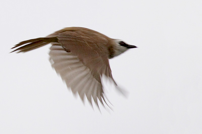 Bulbul in Flight