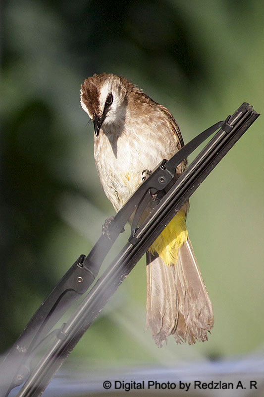 Bulbul-Wiper.jpg