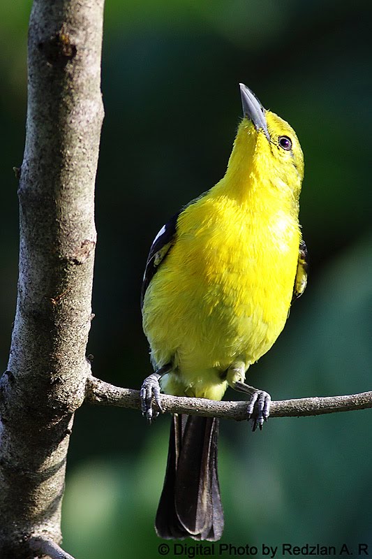 Common_Iora