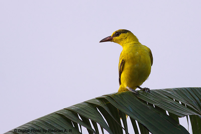 JuvOriole.jpg