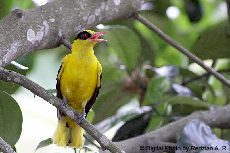 Mother_Oriole