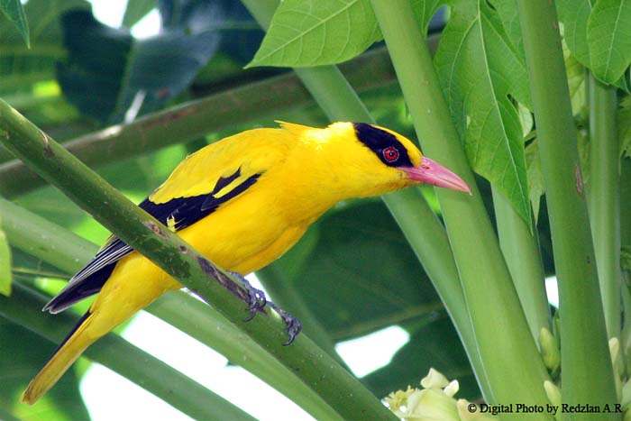 Oriole on papaya tree