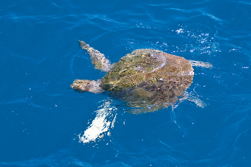 Green Sea Turtle