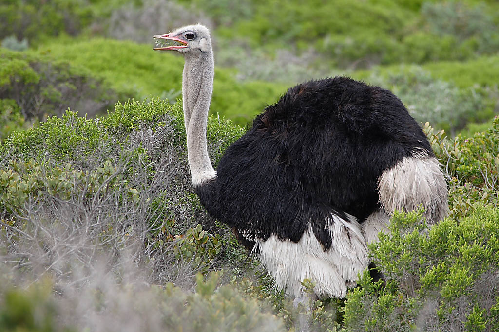 An Ostrich near Cape Town