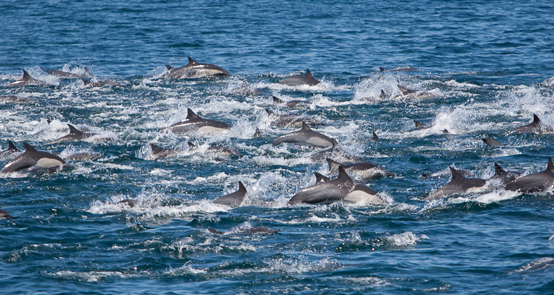 Dolphin Pandemonium