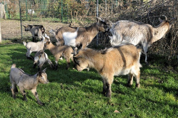20110216 - Goats - 022.JPG