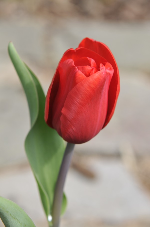 Tulip.JPG