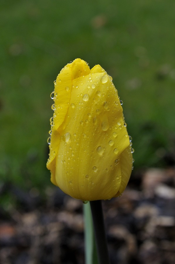 20120415-Tulip.JPG