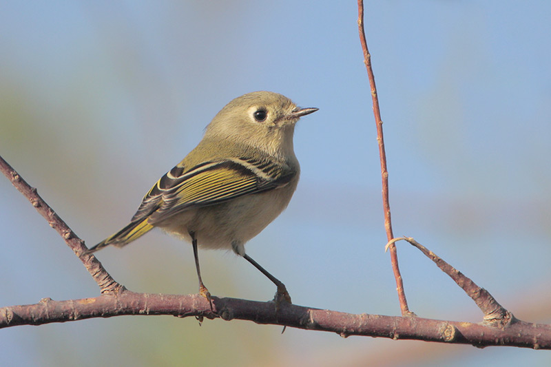 Ruby-crowned Kinglet