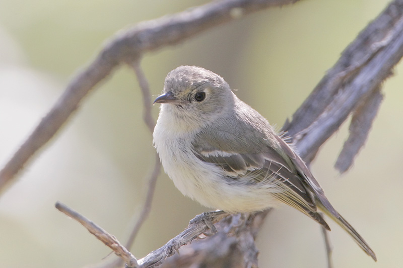Huttons Vireo