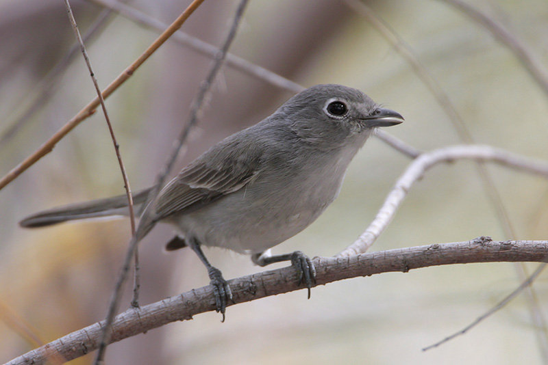 Gray Vireo