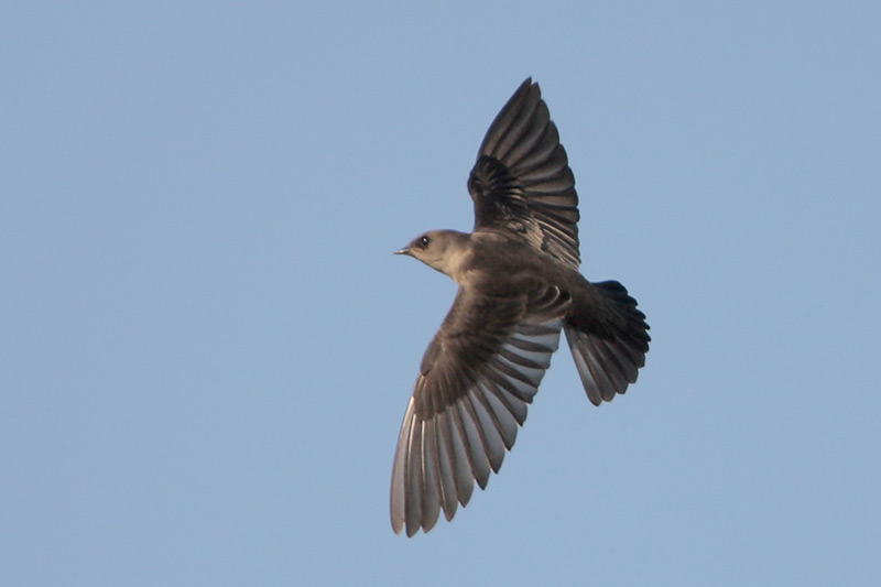 Northern Rough-winged Swallow