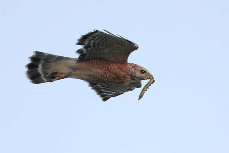 Red-shouldered Hawk