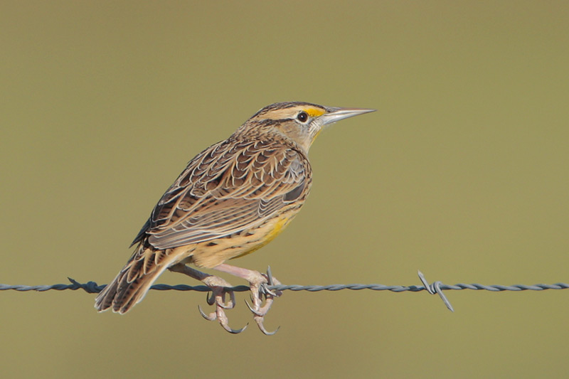 Eastern Meadowlark