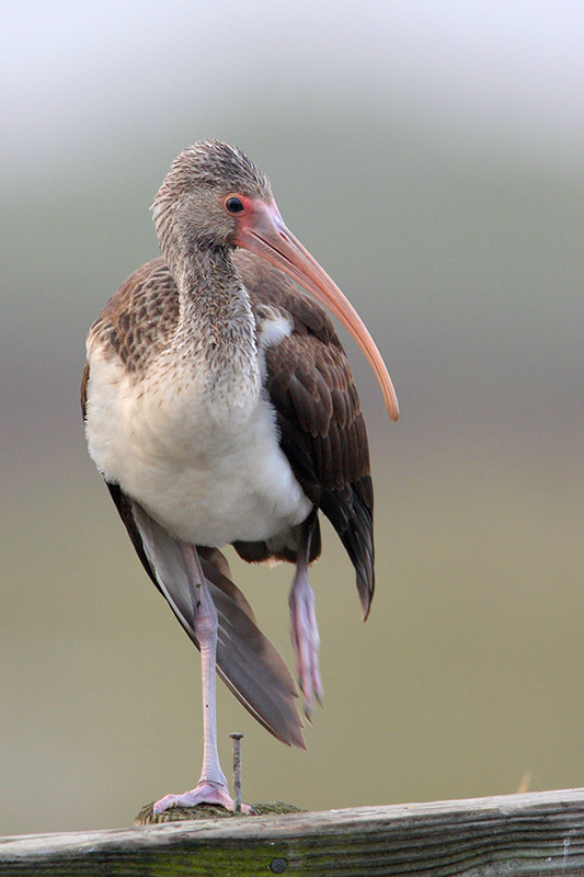 White Ibis