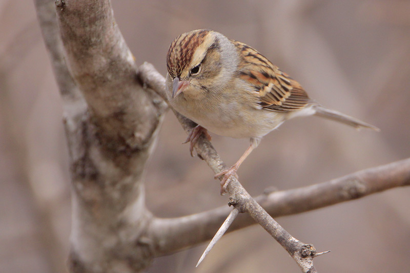 Chipping Sparrow