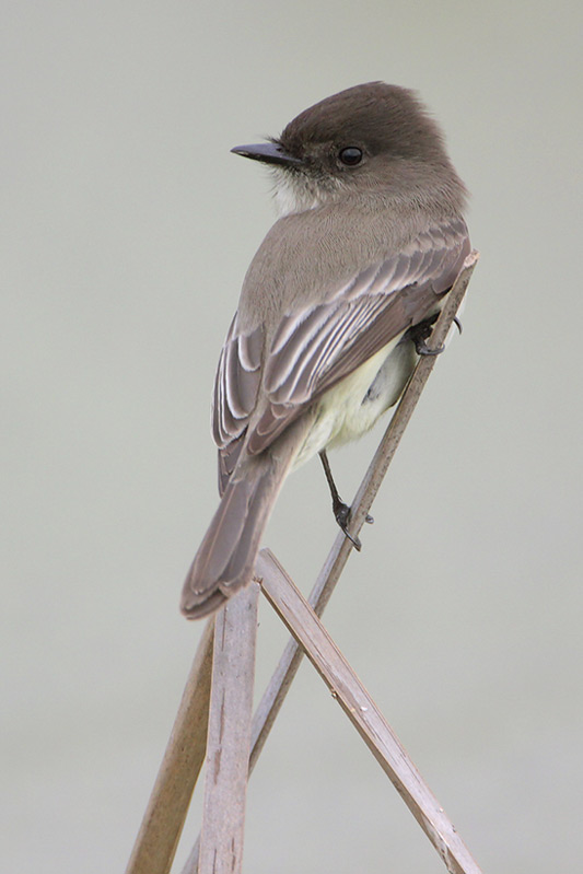 Eastern Phoebe