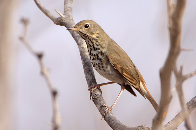 Hermit Thrush