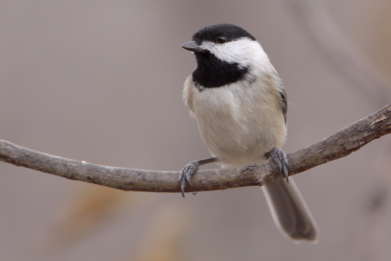 Carolina Chickadee