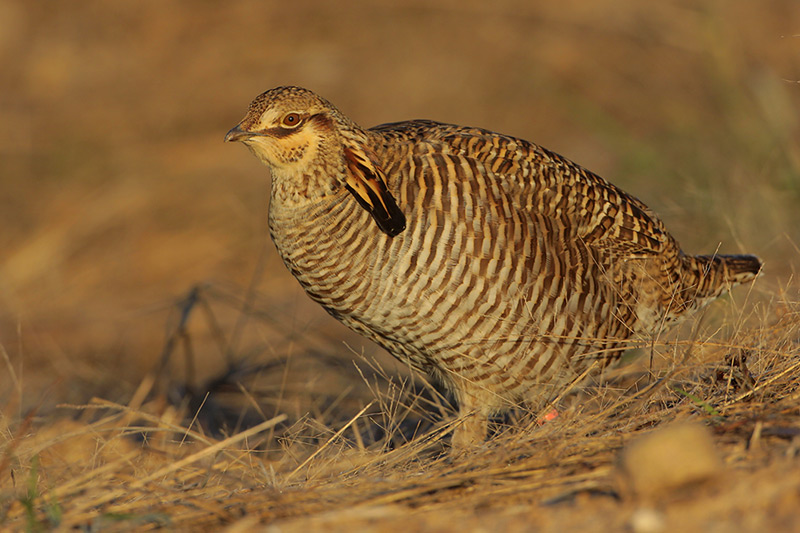 Greater Prairie Chicken (Attwaters)