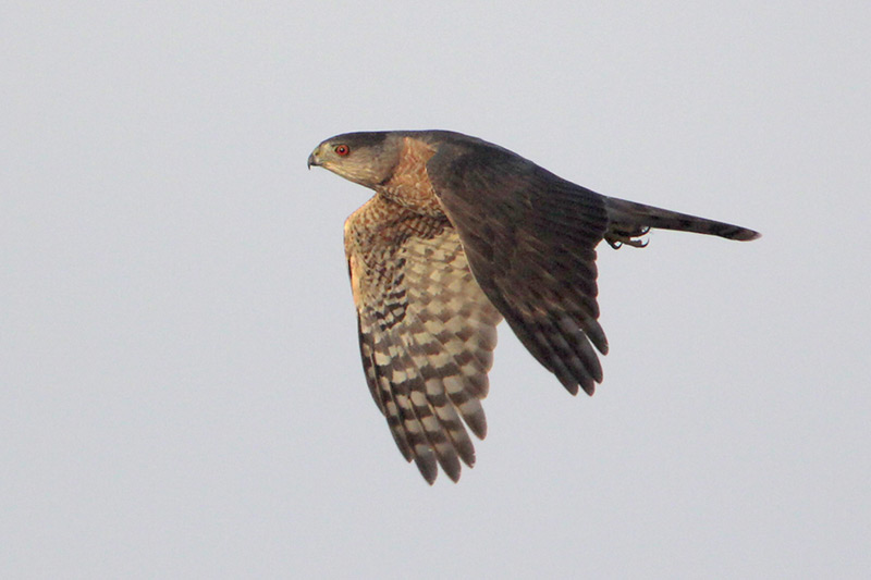 Sharp-shinned Hawk