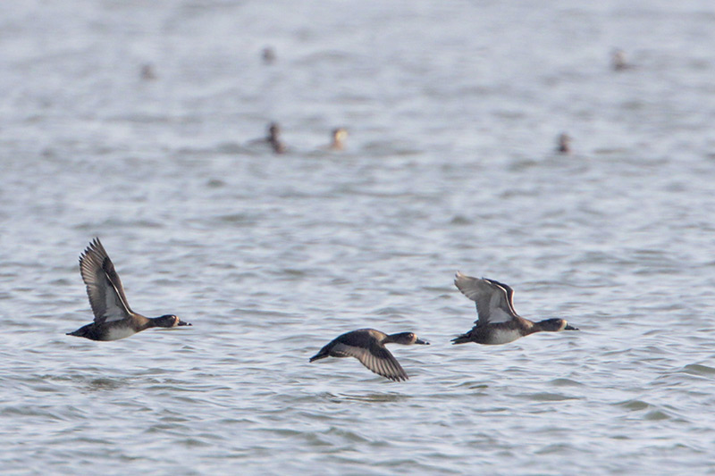 Blue-winged Teal