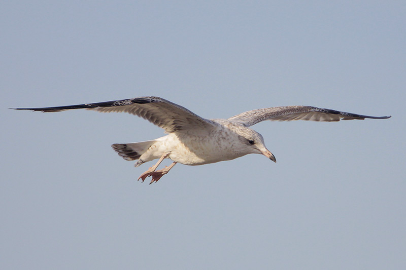 Ring-billed Gull