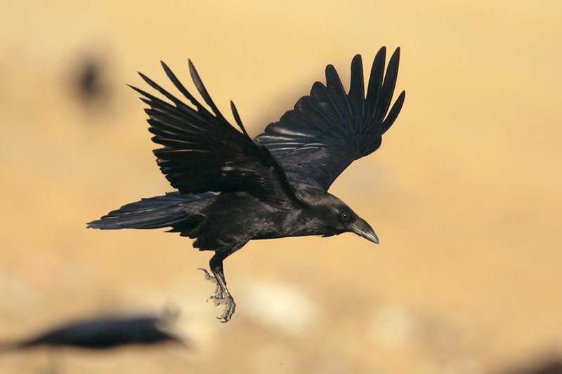 Chihuahuan Raven