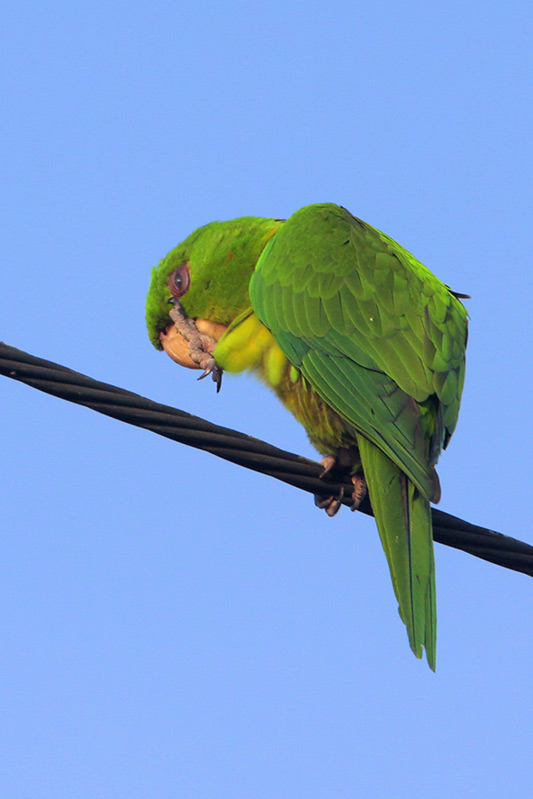 Green Parakeet
