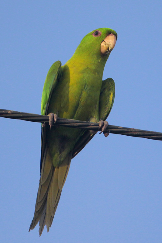 Green Parakeet