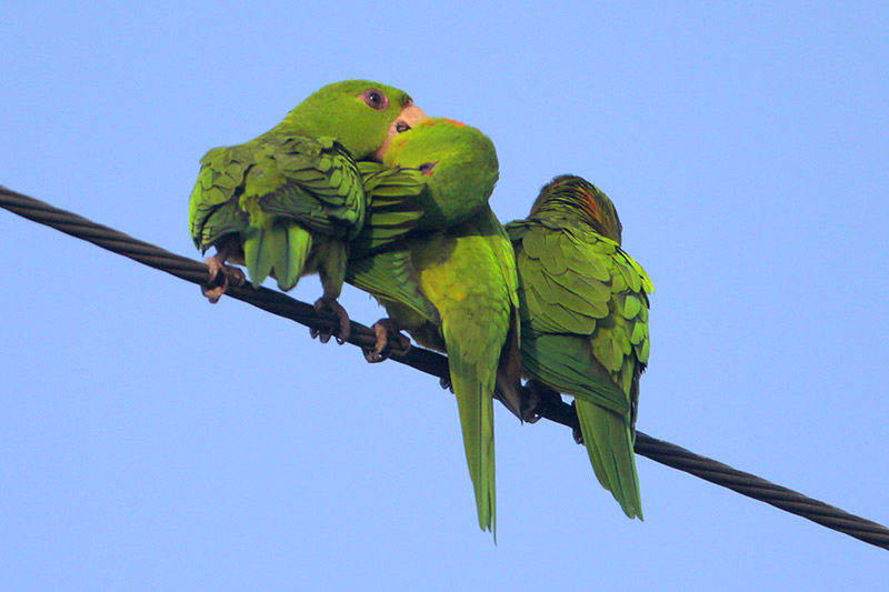 Green Parakeet
