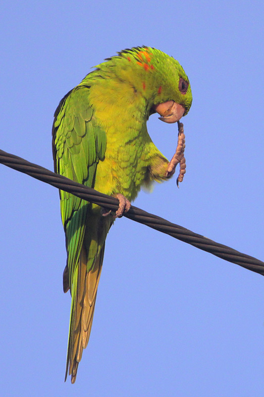Green Parakeet
