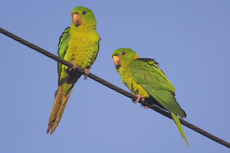 Green Parakeet