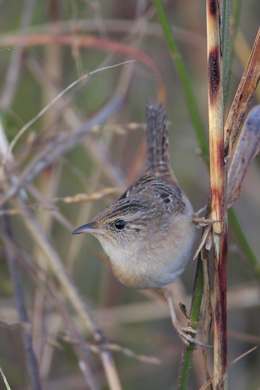 Sedge Wren