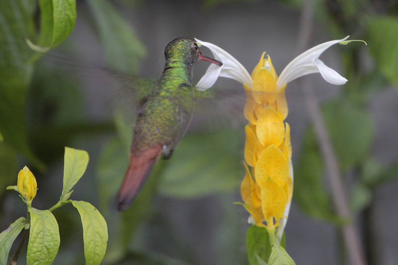 Rufous-tailed Hummingbird