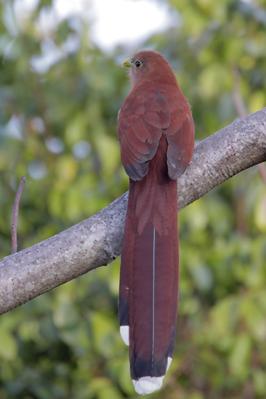 Squirrel Cuckoo