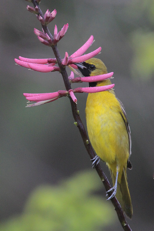 Orchard Oriole