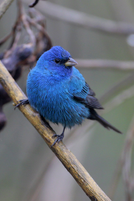 Indigo Bunting