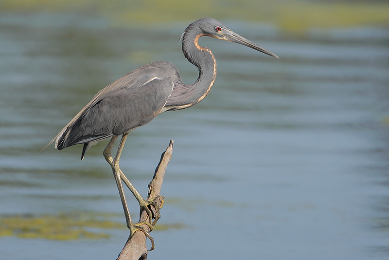Tricolored Heron