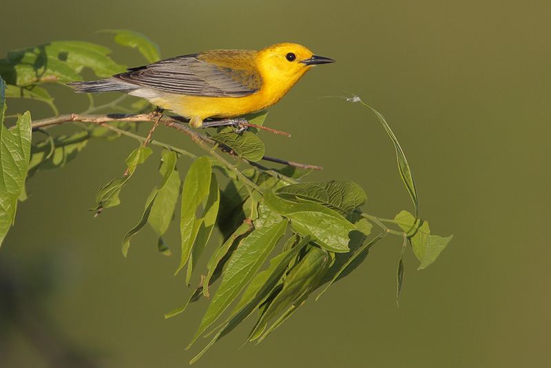 Prothonotary Warbler